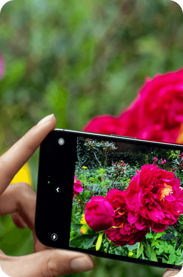 iPhone das ein Bild von einer schönen Rosa macht