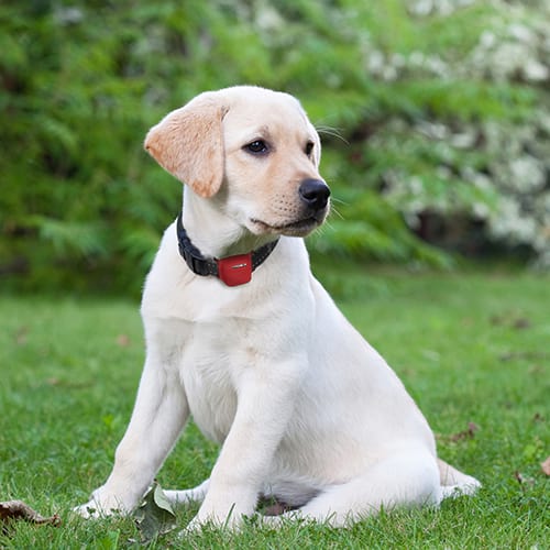 Alcatel Combi Protect Hund