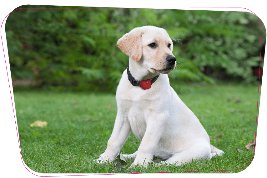 Combi GPS-Tracker für Ihren Hund | Telekom