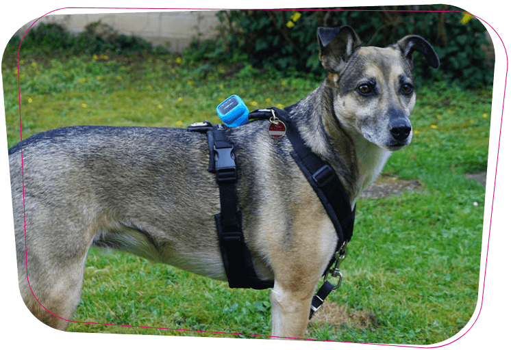 Rasende Det Portal Combi Protect: GPS-Tracker für Ihren Hund | Telekom