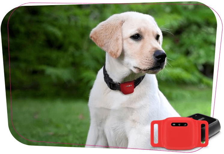 Der GPS-Tracker für Ihren Hund
