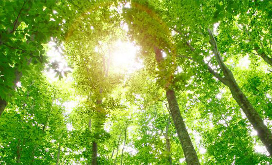 Wald als Symbol für die Umweltschonung